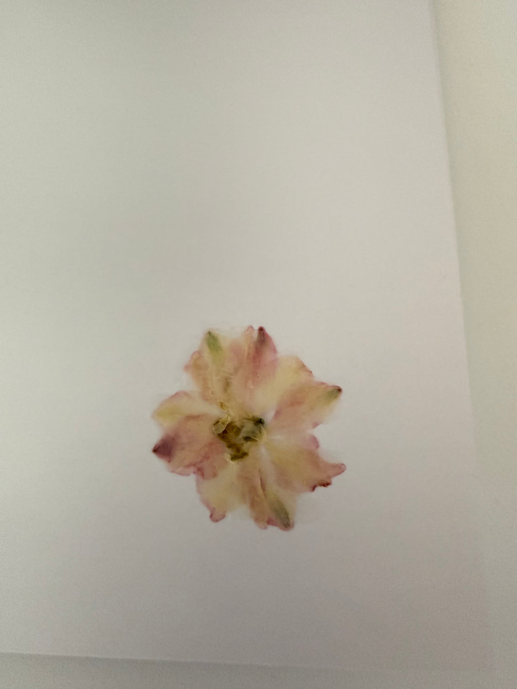 Pressed Flower Botanical Note Cards, Handmade Floral Blank Greeting Card Set (3 Cards)