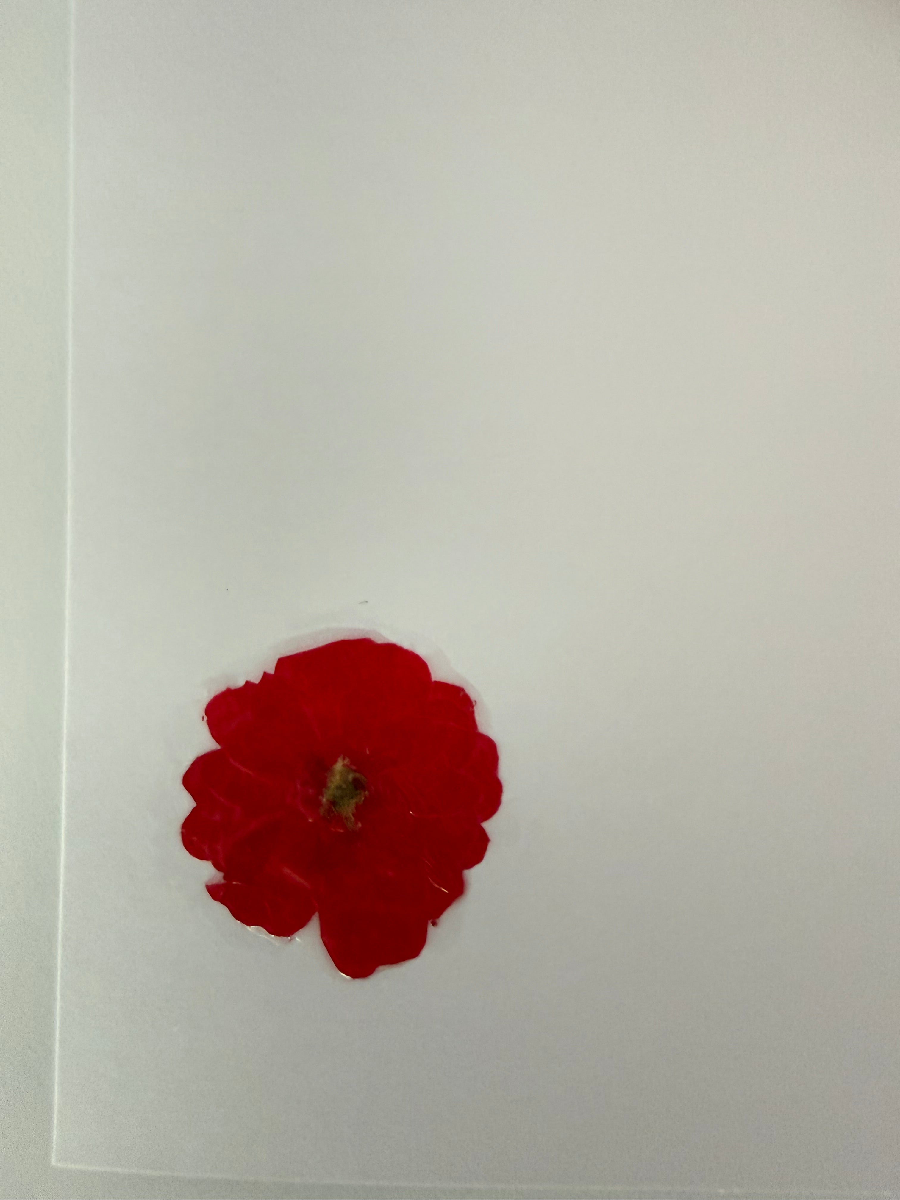 Pressed Flower Botanical Note Cards, Handmade Floral Blank Greeting Card Set (3 Cards)