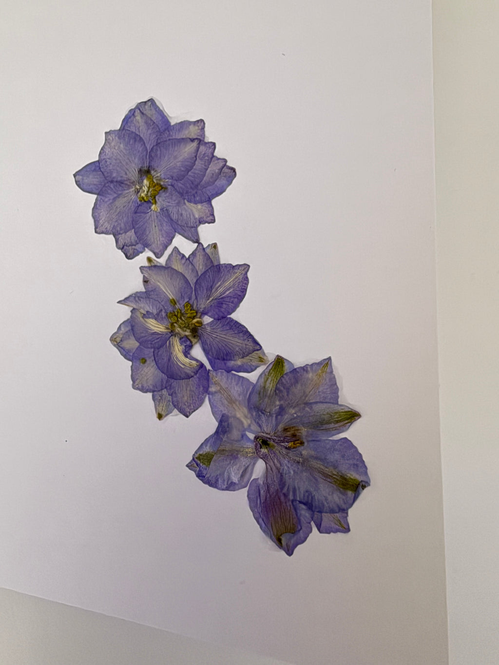 Pressed Flower Botanical Note Cards, Handmade Floral Greeting Card Set (3 Cards)