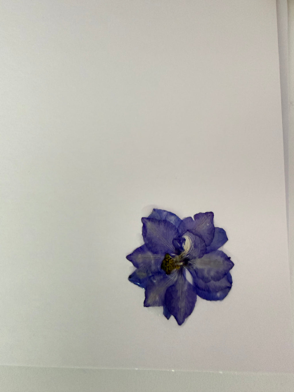 Pressed Flower Botanical Note Cards, Handmade Floral Blank Greeting Card Set (3 Cards)