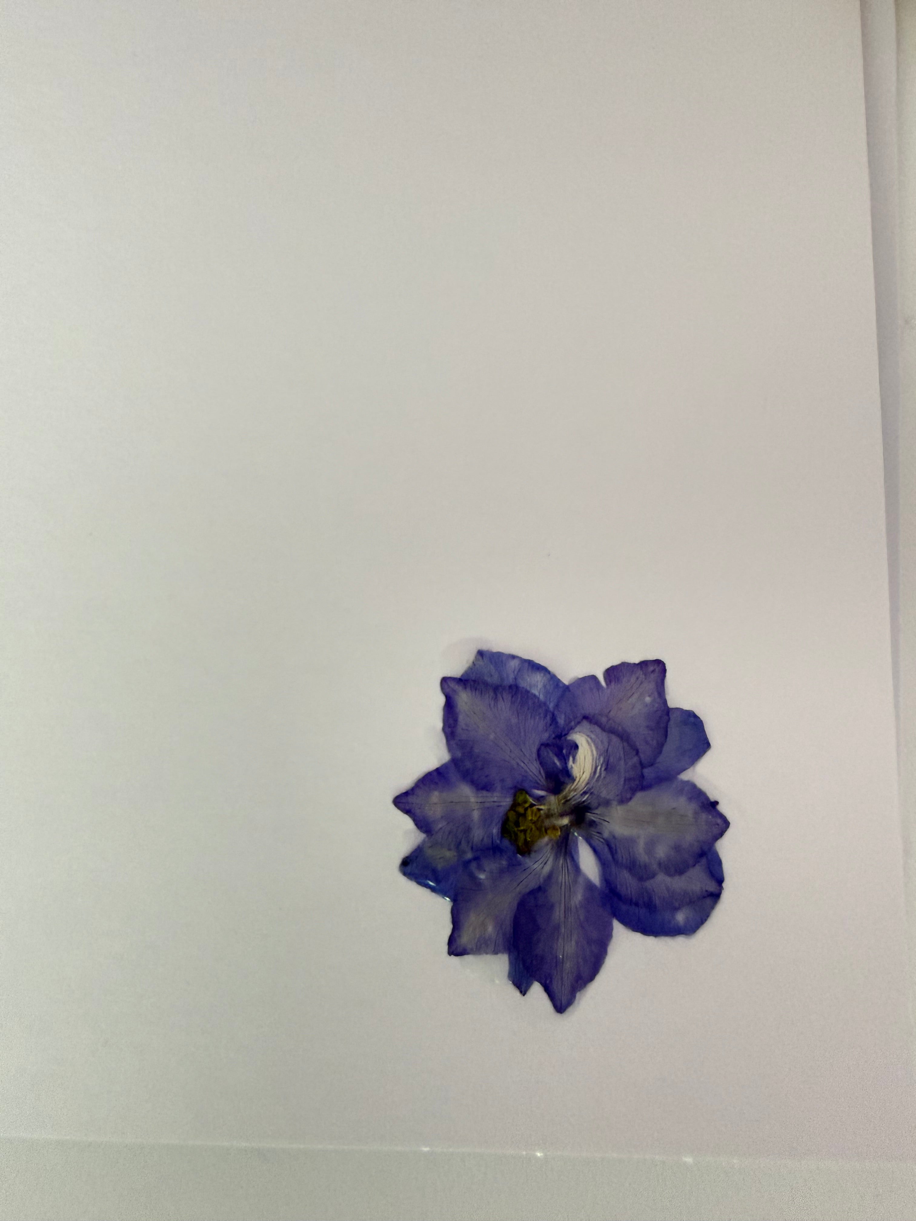 Pressed Flower Botanical Note Cards, Handmade Floral Blank Greeting Card Set (3 Cards)