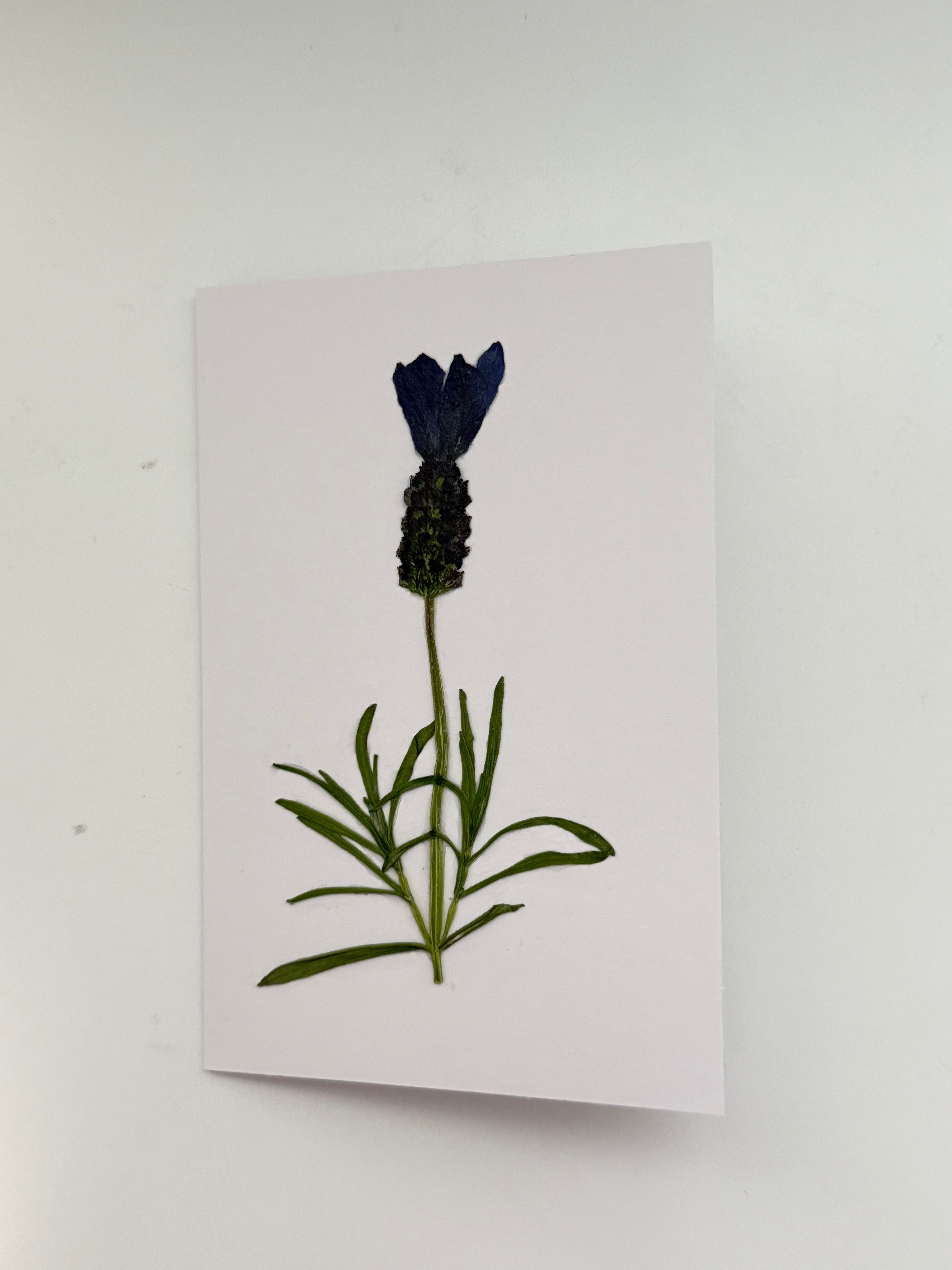 Pressed Flower Botanical Note Cards, Handmade Floral Blank Greeting Set (3 Cards)