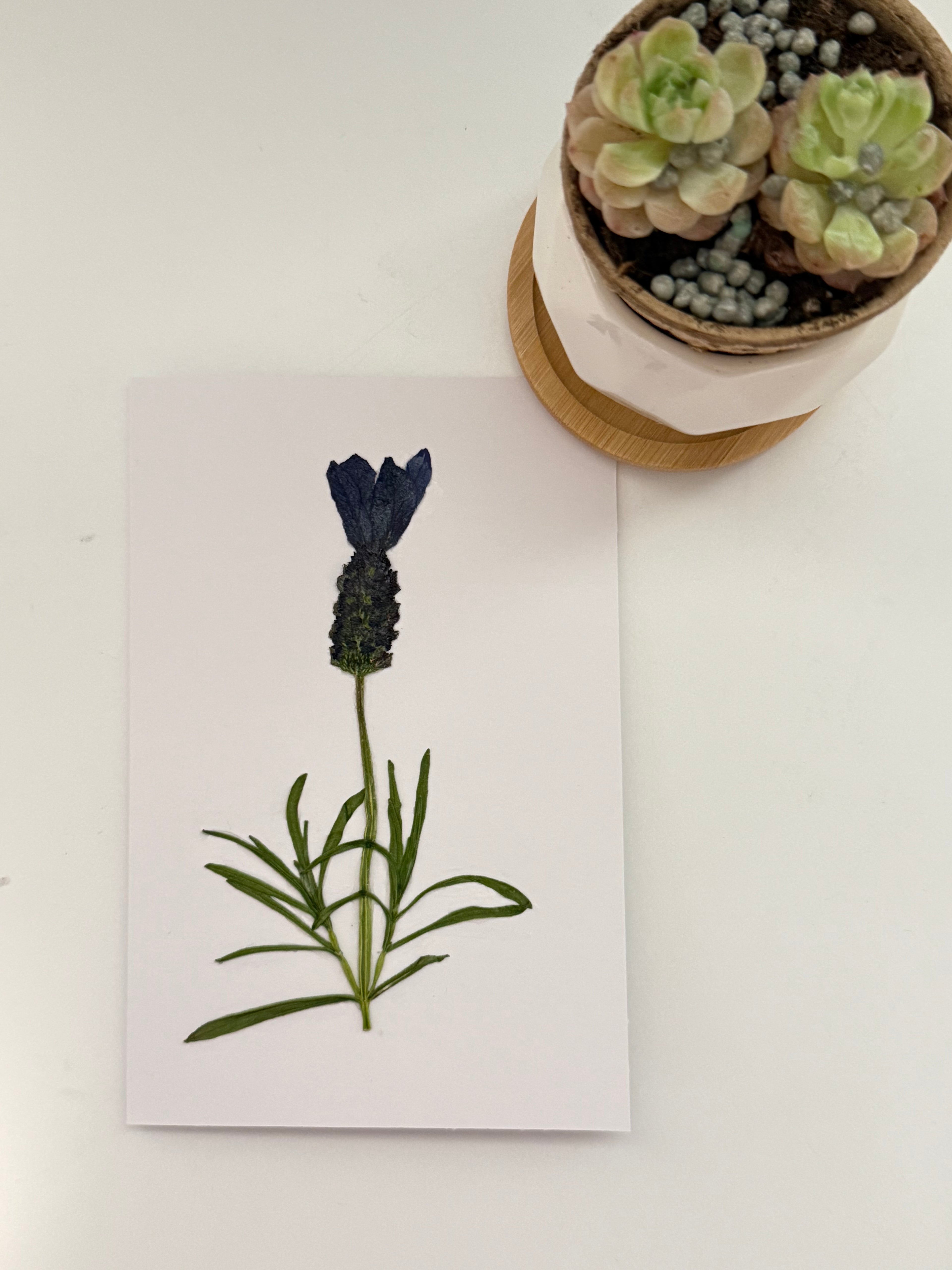 Pressed Flower Botanical Note Cards, Handmade Floral Blank Greeting Set (3 Cards)