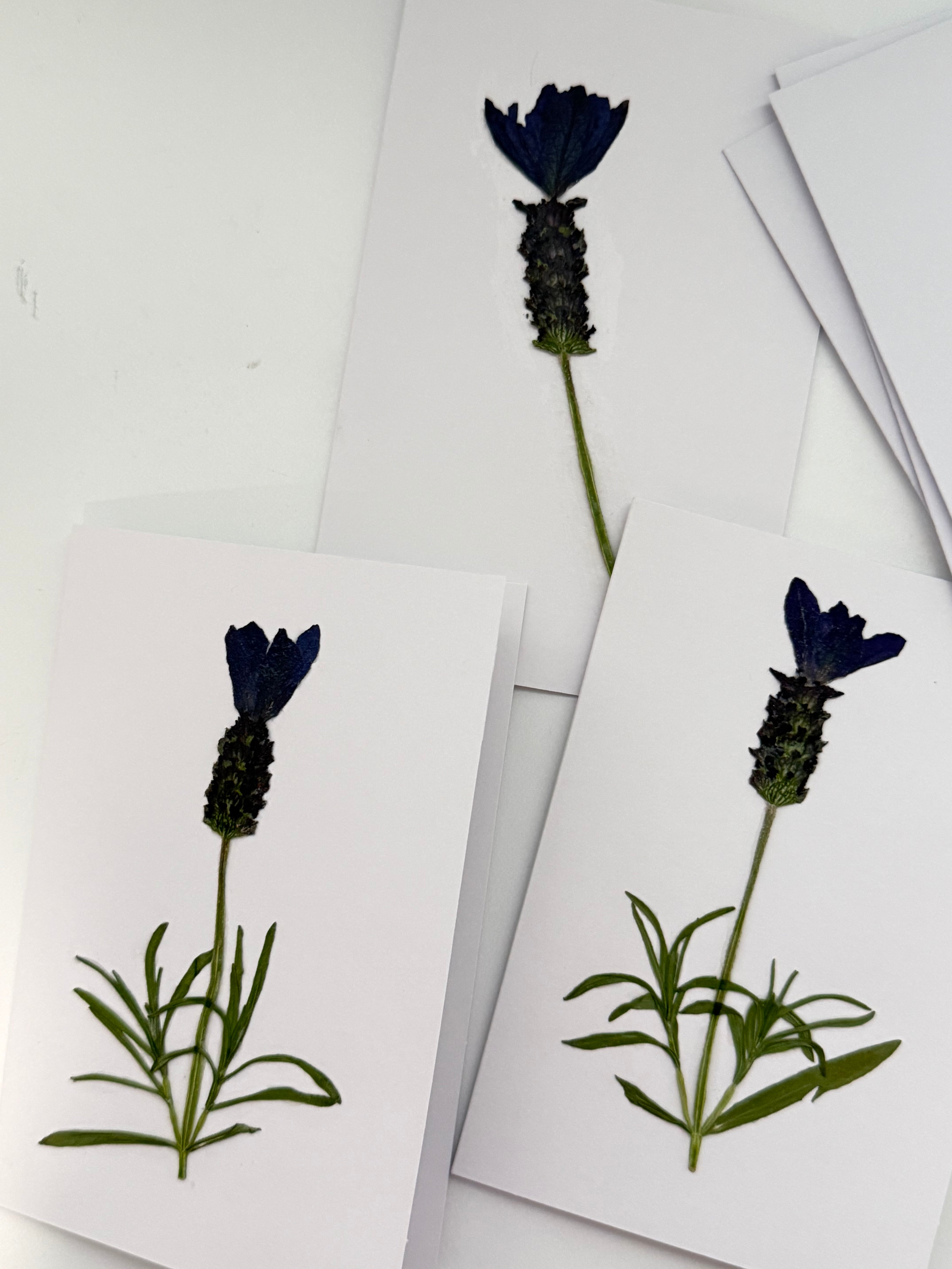 Pressed Flower Botanical Note Cards, Handmade Floral Blank Greeting Set (3 Cards)